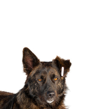 portrait  Castrated dog with a number in the ear isolated on a white background.