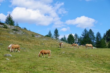 Fototapeta na wymiar Haflinger Herde