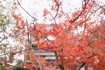 写真素材: もみじ