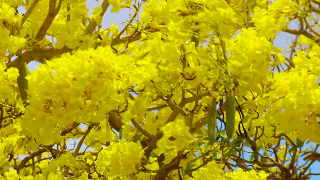 Wonderful Scenery Of A Kibrahacha Tree Flowers On A Sunny Day in Curacao - Steady Shot