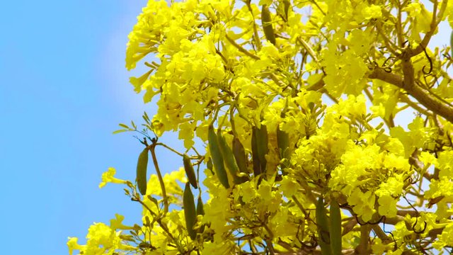 A Stunning Scenery Of Kibrahacha Tree Flowers With Clear Blue Sky In the Background in Curacao - Steady Shot