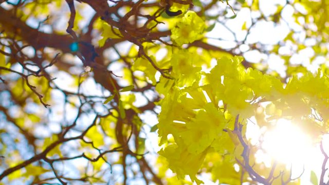 The Beautiful Yellow Kibrahacha Tree Flowers Swinging Along The Winds On A Sunny Day in Curacao - Close up Shot