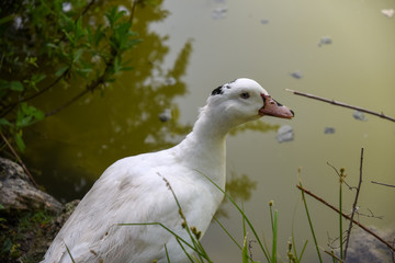 Swiiming Ducks in the Lake by Morning at Spring