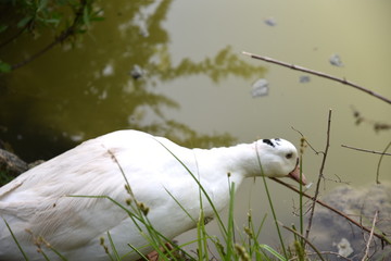 Swiiming Ducks in the Lake by Morning at Spring