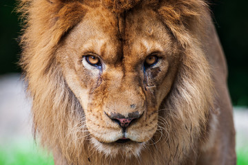 百獣の王ライオン