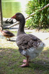 Duck Bird Animal Portrait Near the Lake byMorning at Spring