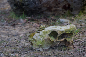 tot skelet sch&auml;dem hitsch