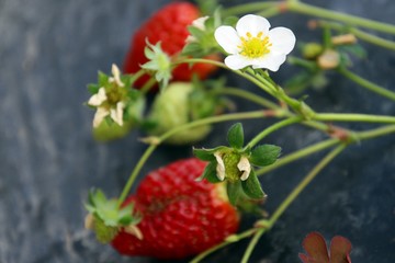wild strawberry in the garden