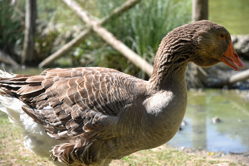 Duck Bird Animal Portrait Near the Lake byMorning at Spring