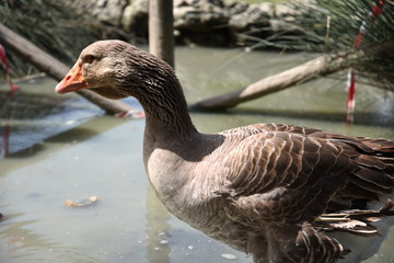Duck Bird Animal Portrait Near the Lake byMorning at Spring