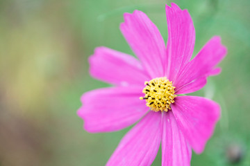 Obraz premium 写真素材: コスモス 濃いピンク クローズアップ