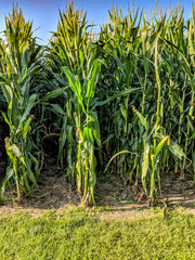 field of corn
