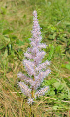 Blooming plant (Astilbe chinensis) 1