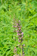 Blooming herb motherwort 8
