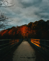 Red tree at the end of the bridge