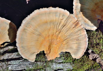 Edible mushroom (Laetiporus sulphureus) 9