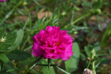 moss rose (Portulaca)
