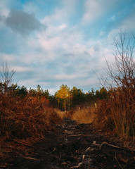 Muddy path in the woods