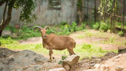 Barbary Sheep on rock cliff