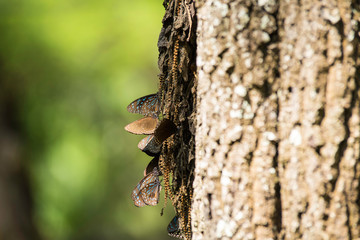 Fototapeta premium A group of beautiful butterflies sits on a tree trunk. Close-up.