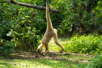 Monkey on the tree ,Monkey Climbing Tree