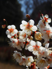 阿藤伯海記念公園の白梅