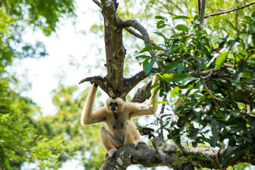 Monkey on the tree ,Monkey Climbing Tree