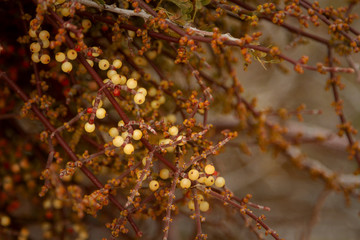 Desert Bush with White Berries in Fiery Colors in Valley of Fire State Park, Nevada