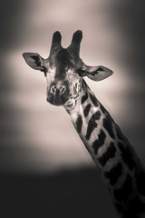 Close up of a giraffe head