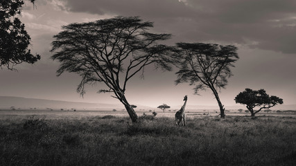 Fototapeta na wymiar Giraffe in the savannah