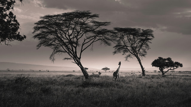 Giraffe in the savannah