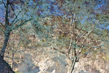 Vista de árboles reflejados en el agua de un estanque, acuarela natural