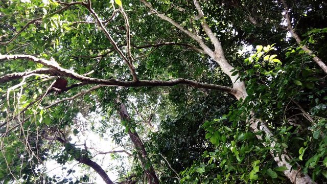 Walking in the Philippine Forest