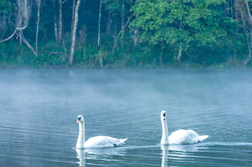 The white swan swimming Background Fog floating over the water at Pang Tong reservoir in Mae Hong Son , Thailand.