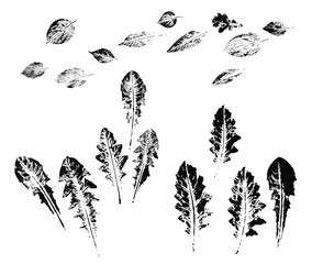Imprints of dandelion leaves. Set of isolated black silhouettes on a white background.