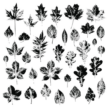 Black imprints of tree leaves on a white background. A set of silhouetted leaves of oak, maple, chestnut, birch, linden, poplar.