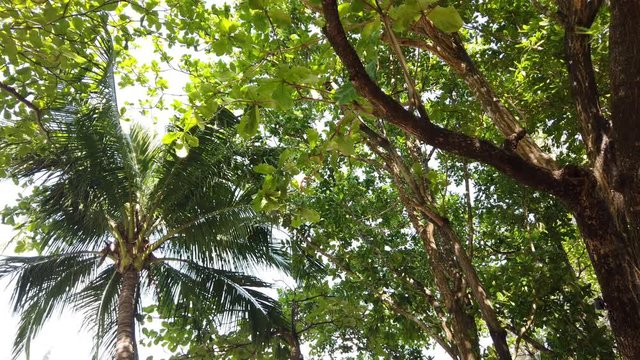 Walking in the Philippine Forest