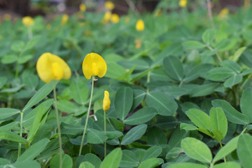 Nuts (Arachis pintoi)
