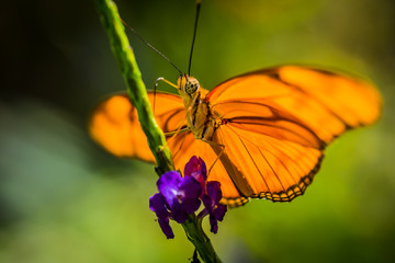 Orange butterfly on purple flower 