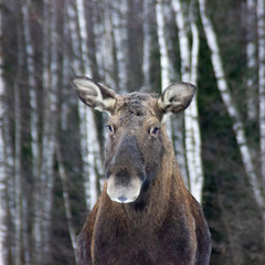 Naklejka na ściany i meble female moose is curious about shooting