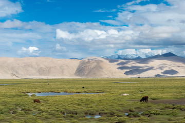 Ladakh, India - Jul 14 2019 - Beautiful scenic view from Between Chushul and Pangong Tso in Ladakh, Jammu and Kashmir, India.