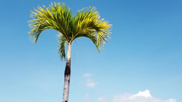 Palm Tree in the Philippines
