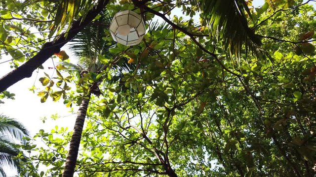 Walking in the Philippine Forest
