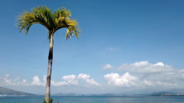 Palm Tree in the Philippines