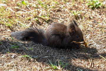 baby Squirrel in the Grass by Morning at Spring