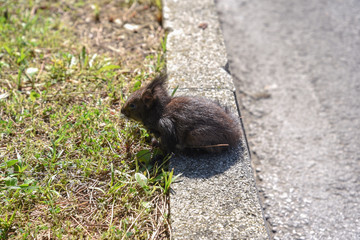 baby Squirrel in the Grass by Morning at Spring