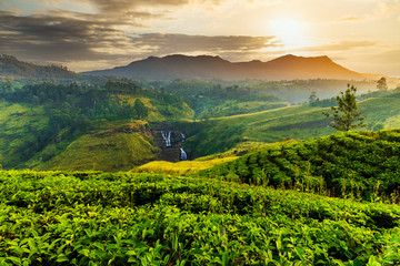 Tea plantation and St Claire waterfall at sunrise, Sri Lanka