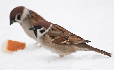 sparrow in snow