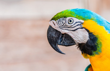 Portrait close up head and eye of macaw parrot.