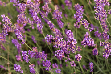 lavender field in the France